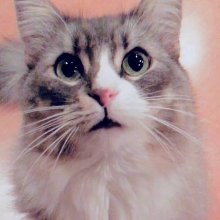 Fa91ddd4 98fc 40ff 8e69 143172ff2e44 1765034627586