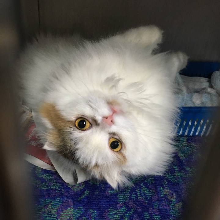 Fa943d59 f52f 428d a41c 5f213a0eb6dd 1548755368684