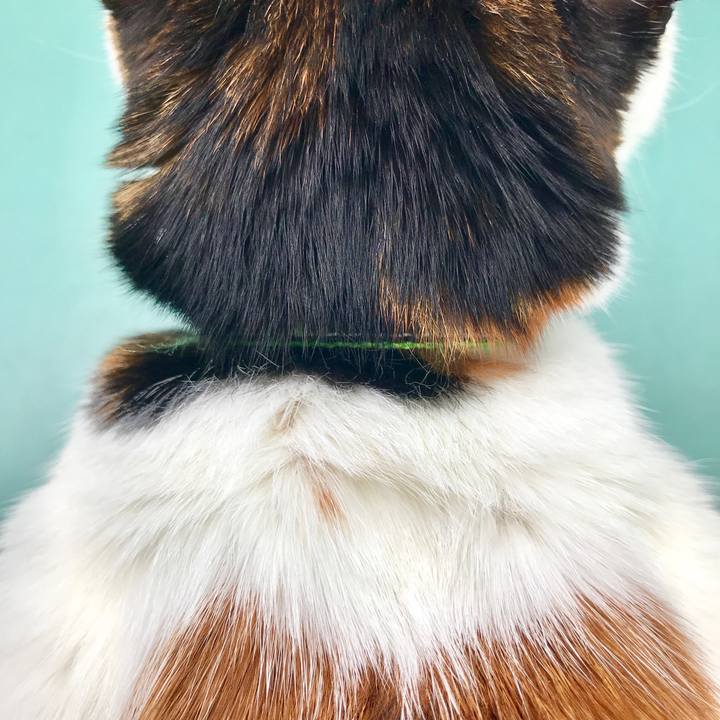 Fa96b694 0257 48dc ba56 e0b1f018a38f 1519819158497