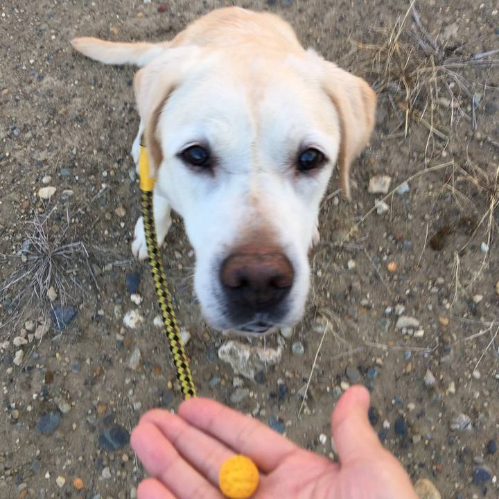 Fa96ed60 87c5 43c0 a1ae 2ba6b820c71f 1534931019869