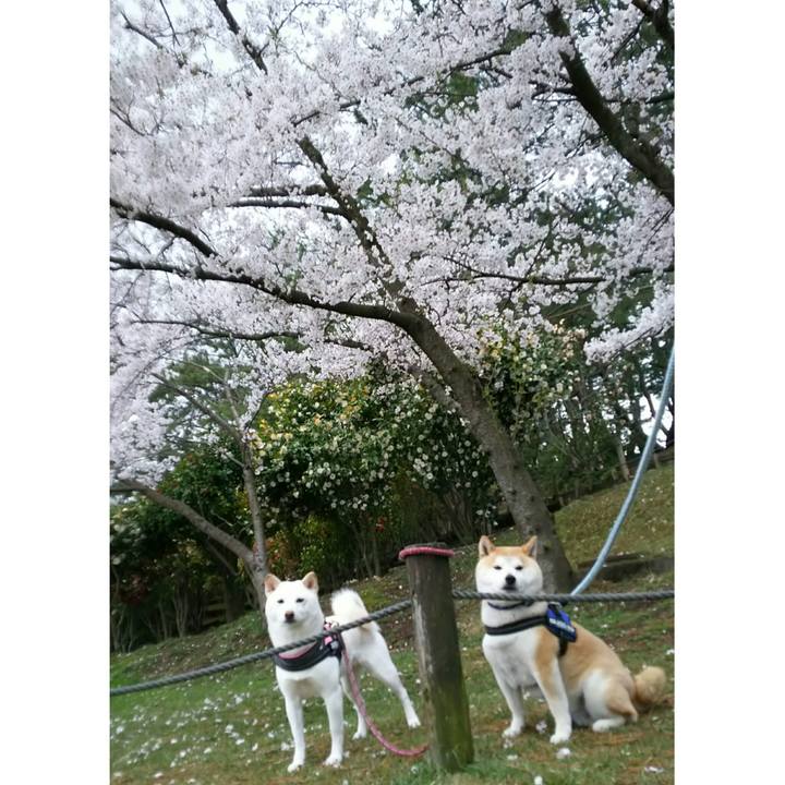 Faa03eb5 19da 425a b8f4 c1b696a02904 1523177148629