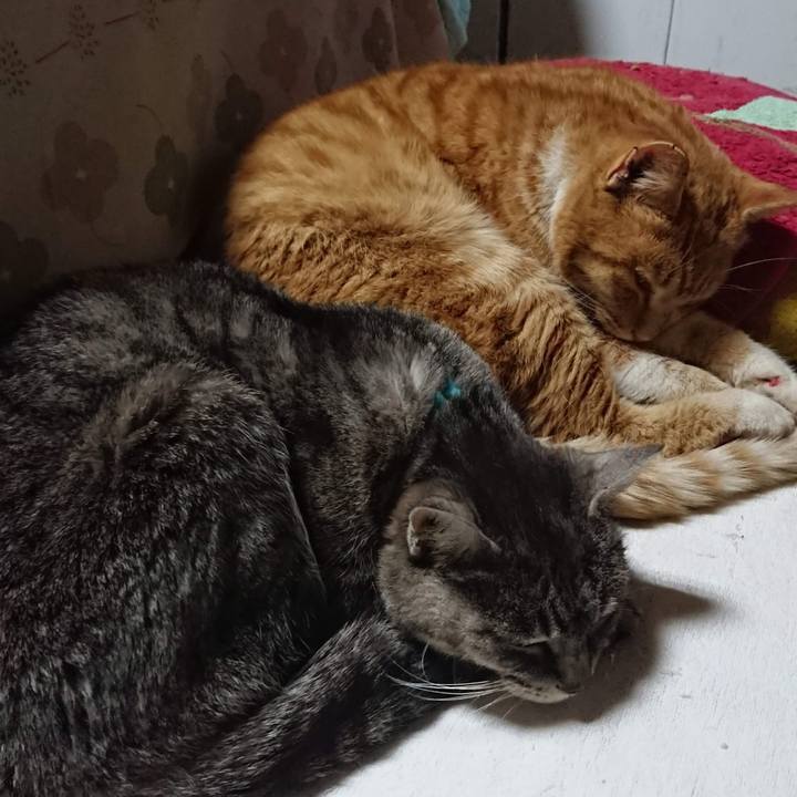 Faa35611 47f4 4a4d bf5c 9f5cd31bb44d 1550808370679