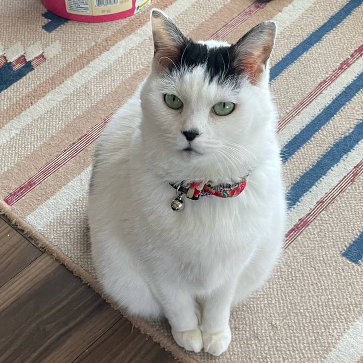 Faa4fb0e 38cc 46b9 bf0d 64ded66d10f4 1735361742278