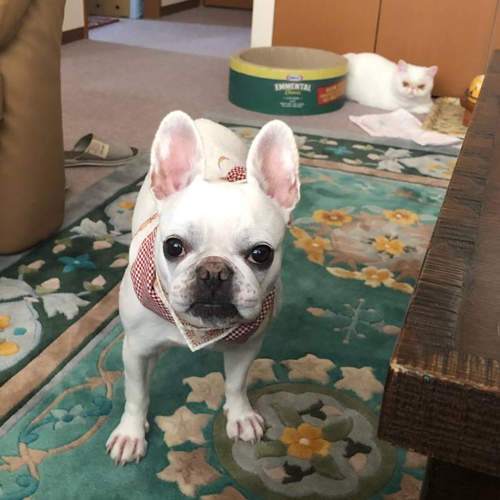 Faac18ff 0a25 49e9 bbda fe8f2cf2b193 1596244211591