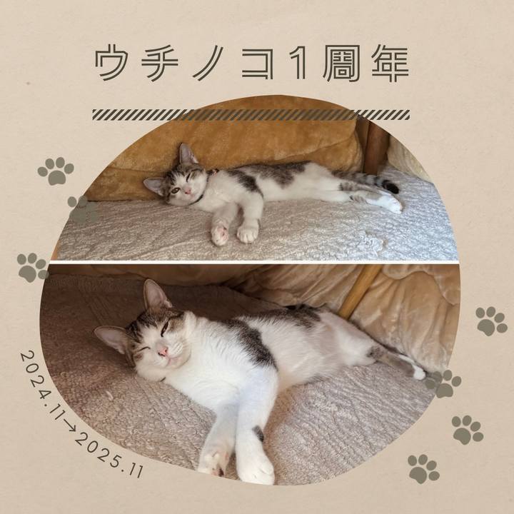 Faad2652 595a 47cc ac29 5d0b40b6d4f7 1762136537091