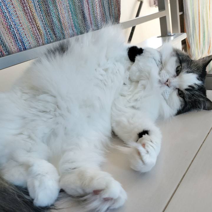 Fab13dc2 9320 4840 9344 a0d7b3042a66 1786057129427
