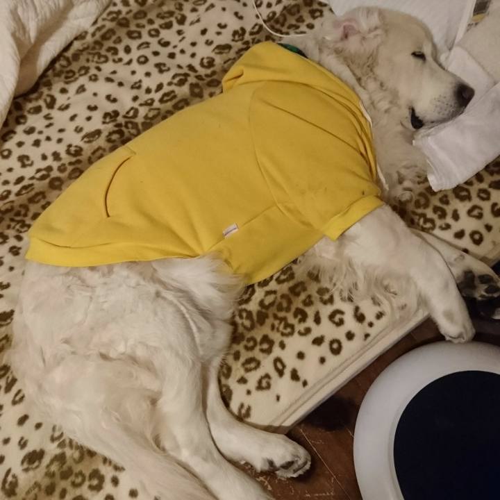 Fab17d55 14e0 4b75 b6dd 69291a70146b 1546953293738