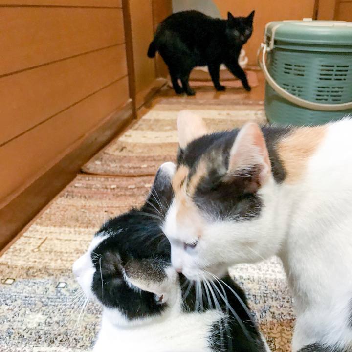 Fab5bb57 34de 4efc a47d b8f01ceb2704 1511483868763