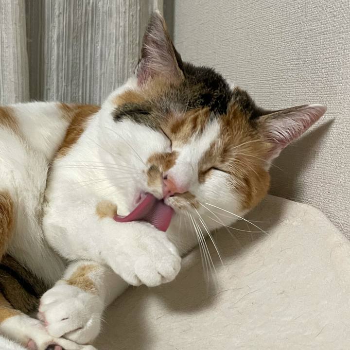 Fab60221 3a5f 4e1a 9cd1 e0526d84afd6 1617627675641