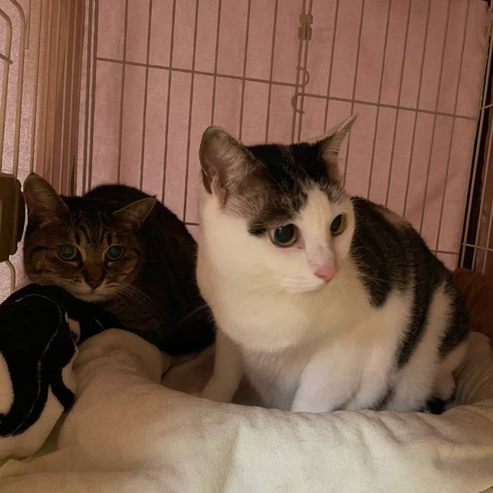 Fab7de3b b6fa 4e34 8114 ef1614f029ea 1763377365684