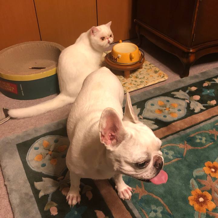 Fac0026e d66f 4d3e b4b0 75f705838f75 1596116476753