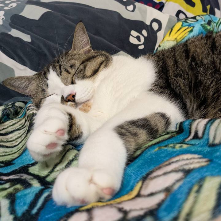 Fac8ce8a ccfe 426e be2c c9f134dd61ff 1761522936521