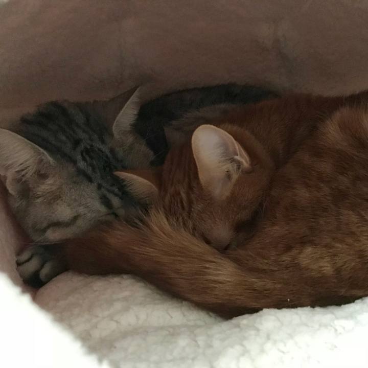 Faccac23 2cd5 4bd7 a69c 94fde4c4887b 1515814007894