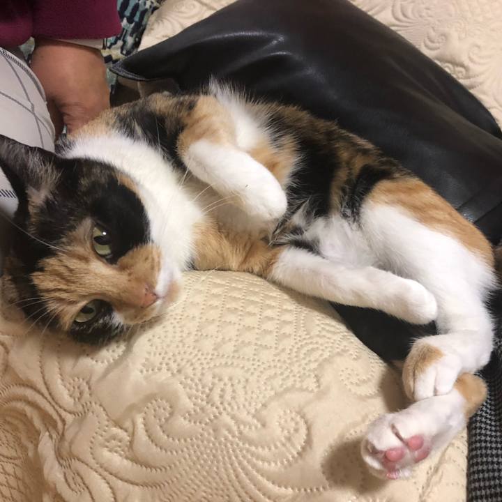 Face9e3b e51a 4e46 8705 746a231031a8 1573906824234