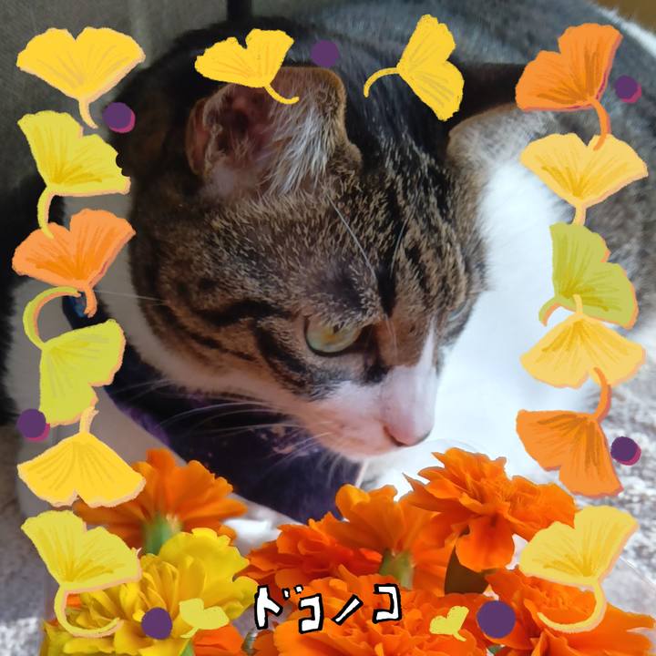 Facef5f3 8d09 4e43 935f f543ee46c73d 1730455030932