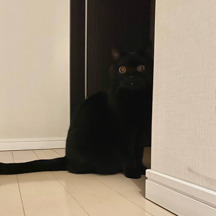 Facf66b7 fd28 401c 8d29 a338336f083f 1731595454661