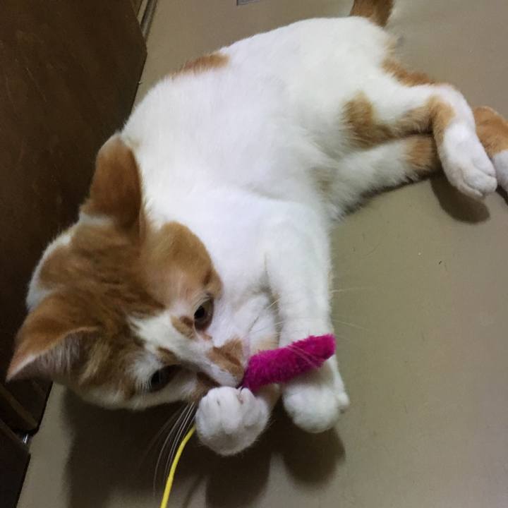 Fad3f2bd 84f9 4d2a ba7d c8152b4fb278 1526259646764