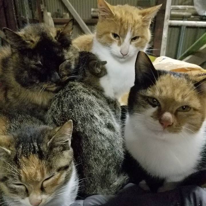 Fad79ec2 03c3 4463 8c2c a492355037ea 1510777518730