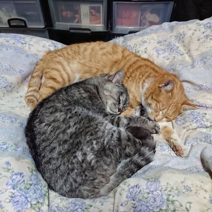 Fad8d02a db6a 4d2f bfab 65879725ca1e 1576761148239