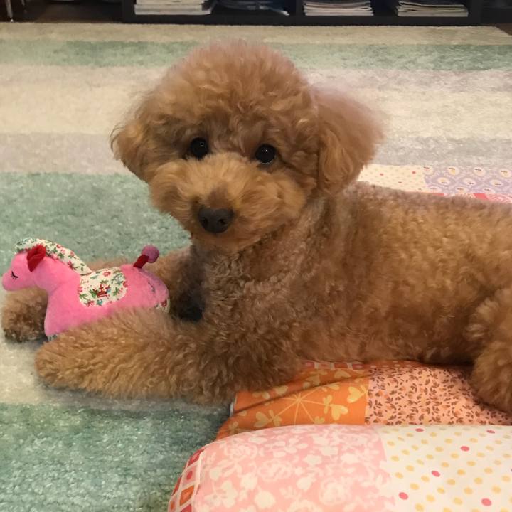 Fadd7281 3665 493e b416 bd675cf745b2 1517488451907