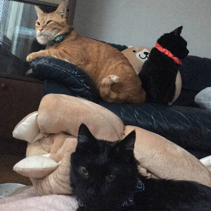 Fadda08b e37b 4ce2 8f8a 34e333fc9361 1549749226489