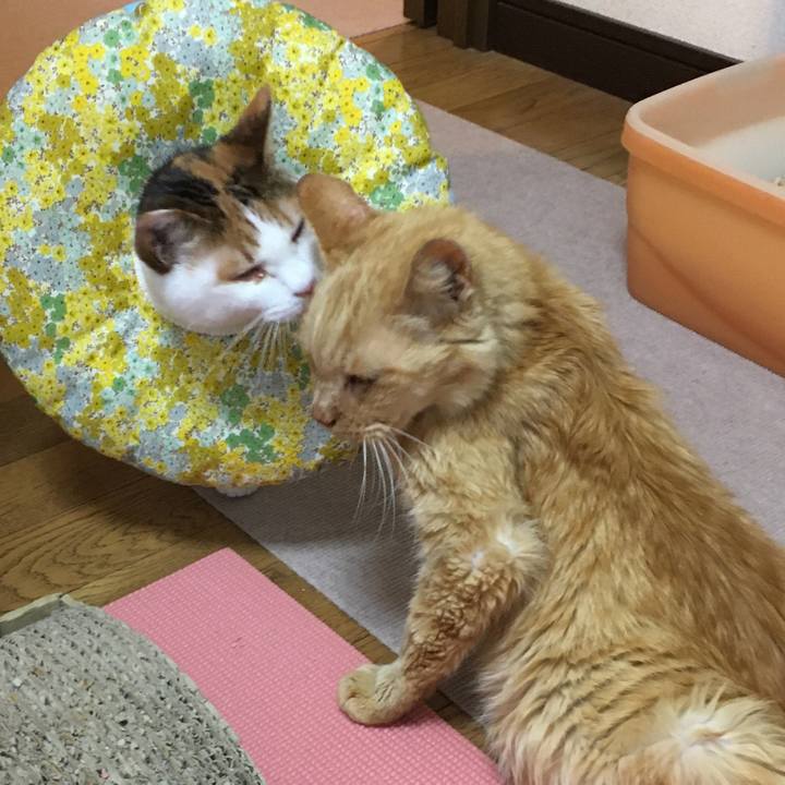 Fadee456 b536 4e0e bbb9 1fc787834a98 1610447996025