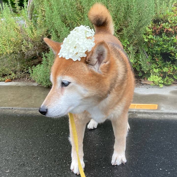 Fae29b9a e91c 435f a0f8 8b73615d855a 1655192525994