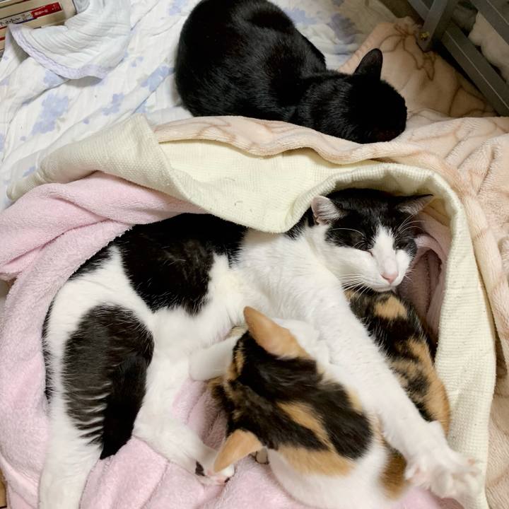 Fae33c72 2c1e 4448 9558 f191b26db3f3 1542937923941