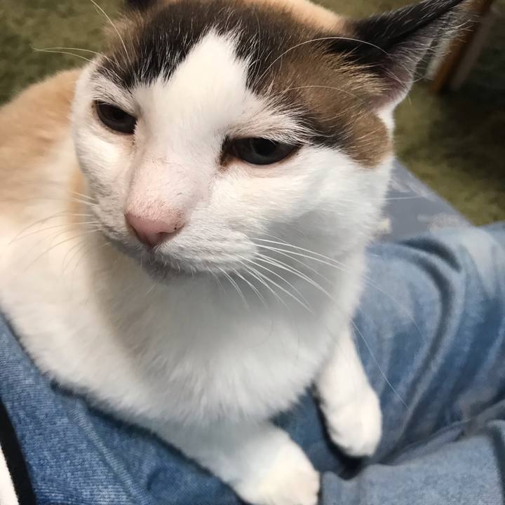 Fae486ac 7a70 4c4c 93e7 8a4fbb69fe6c 1589095658839