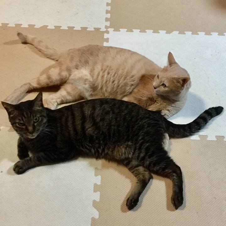 Fae4f5d5 3c07 423b 8ae6 0d82849f78a1 1530273730035