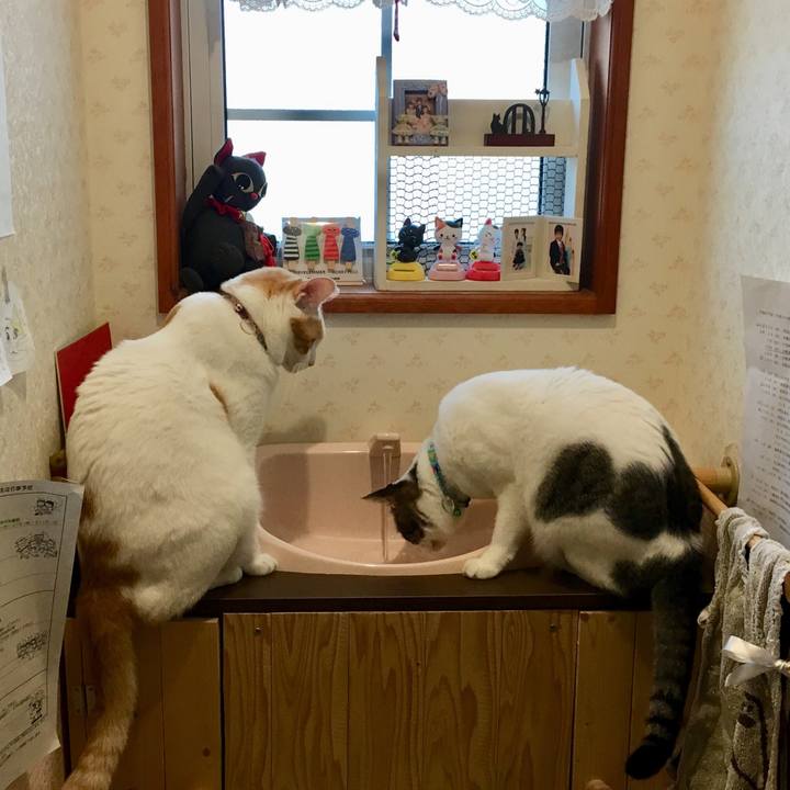 Fae5a3b3 435c 4998 a8d6 f3c374ba90d8 1533652145530