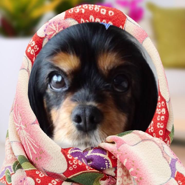 Fae9a2e1 7fbf 4304 8f0a aa13de7e3a95 1509066391260