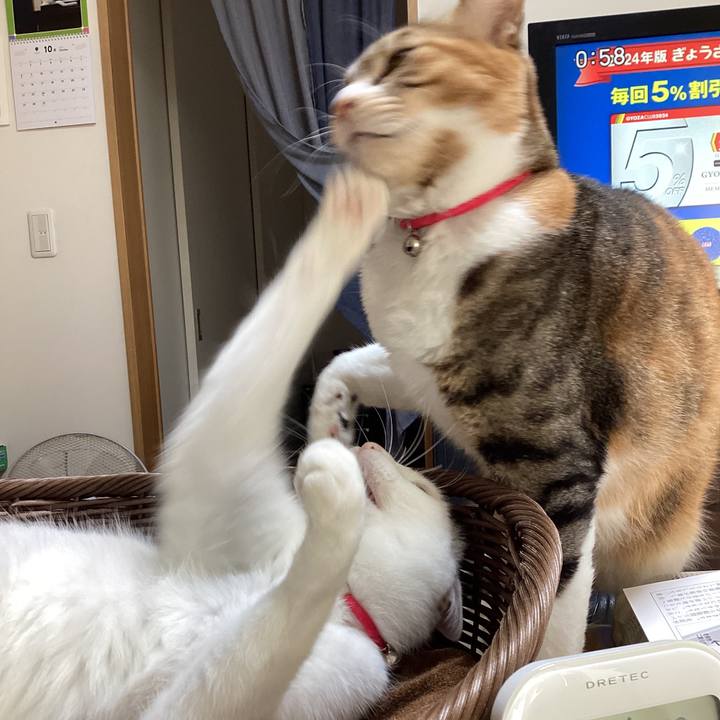 Faeb5e32 5aab 46d5 8b7c 513ab2ba1b51 1698556871522