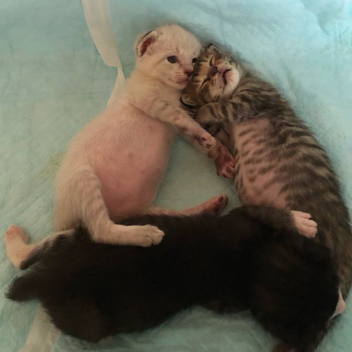 Faf68a3d 5a9b 45dd 9996 adabd12dc514 1596714323447