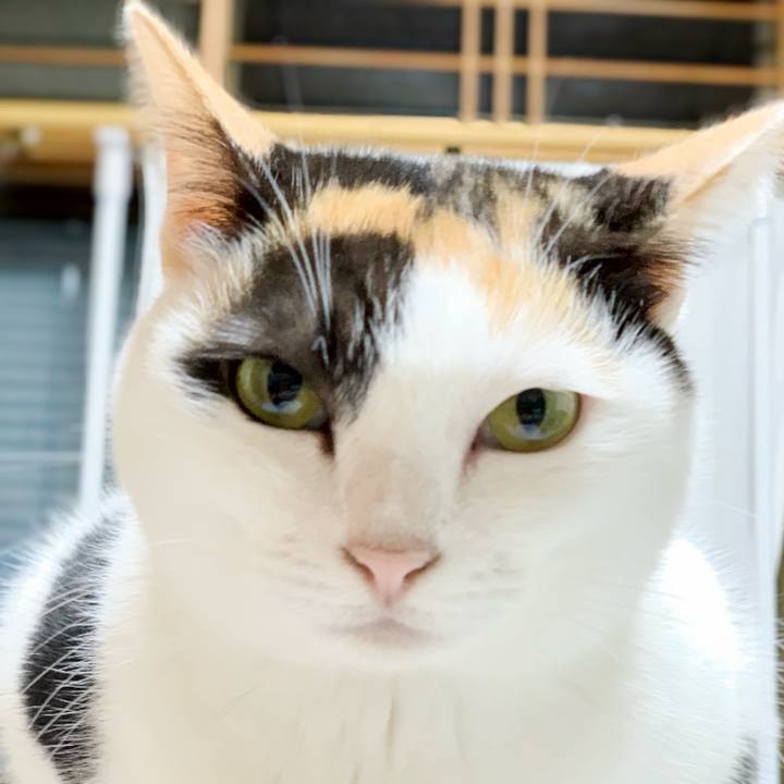 Faf9ced4 0639 4ef7 bdaa 6acce3e74687 1541213705895