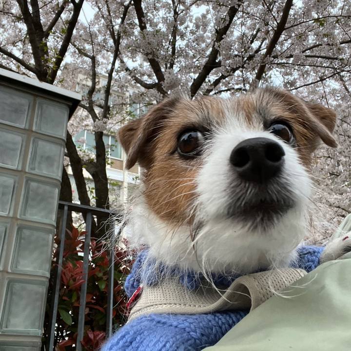 Faf9d7f8 486a 4a93 a240 fc21c8d2154a 1730607290939