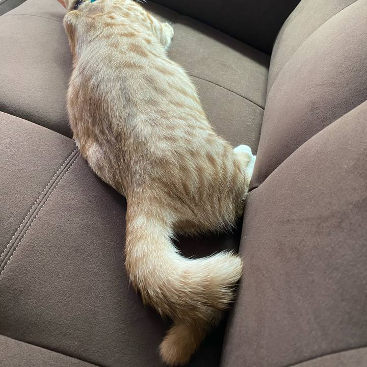 Fafb2828 bbd8 454d 9a3e 9288f5d00384 1600660838890