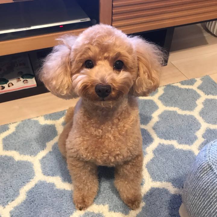 Fafe5684 4655 4e85 9044 75c062c2bd6f 1543833353256