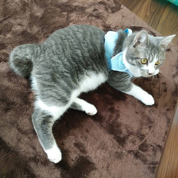 Fb00cc09 0093 47fc b825 521abd5972fd 1575520207484