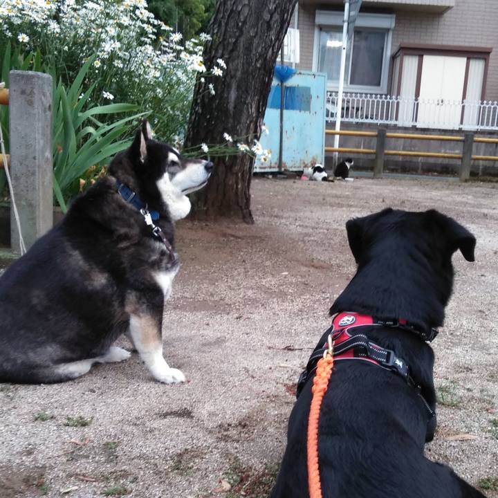 Fb09a223 1a16 4008 8e35 5f69518ca94b 1589880381951