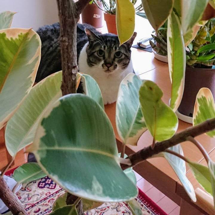 Fb0b2f5a bb44 49da a36b 79cf2d4f4742 1547343522560