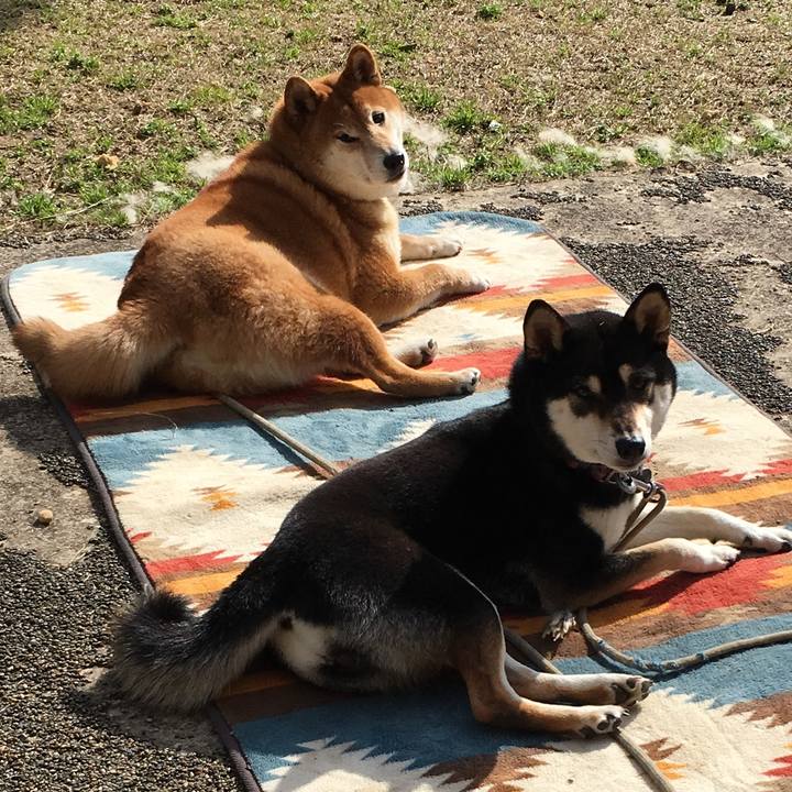 Fb0e9e96 857e 4c61 8fe0 d44ca79af258 1583304494528