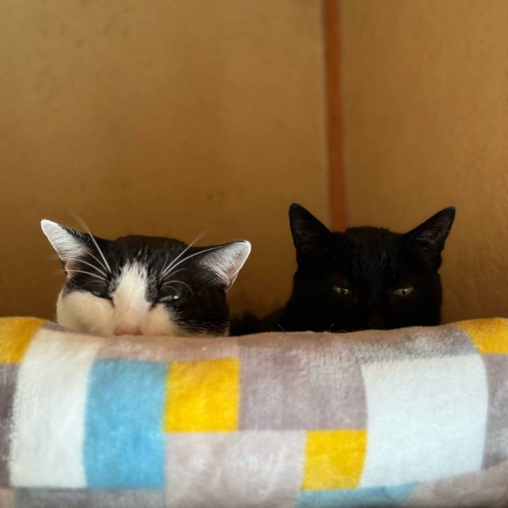 Fb1346ed 4d5d 45f4 a061 c92841f0844c 1696901586097