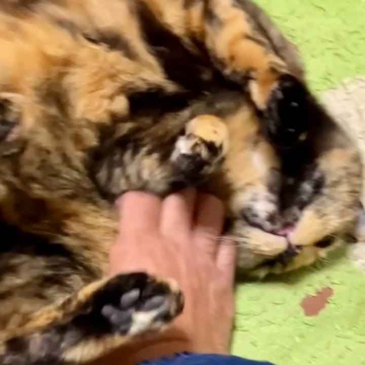 Fb1722c0 a9c0 48be a79d 807aced41807 1734232086985