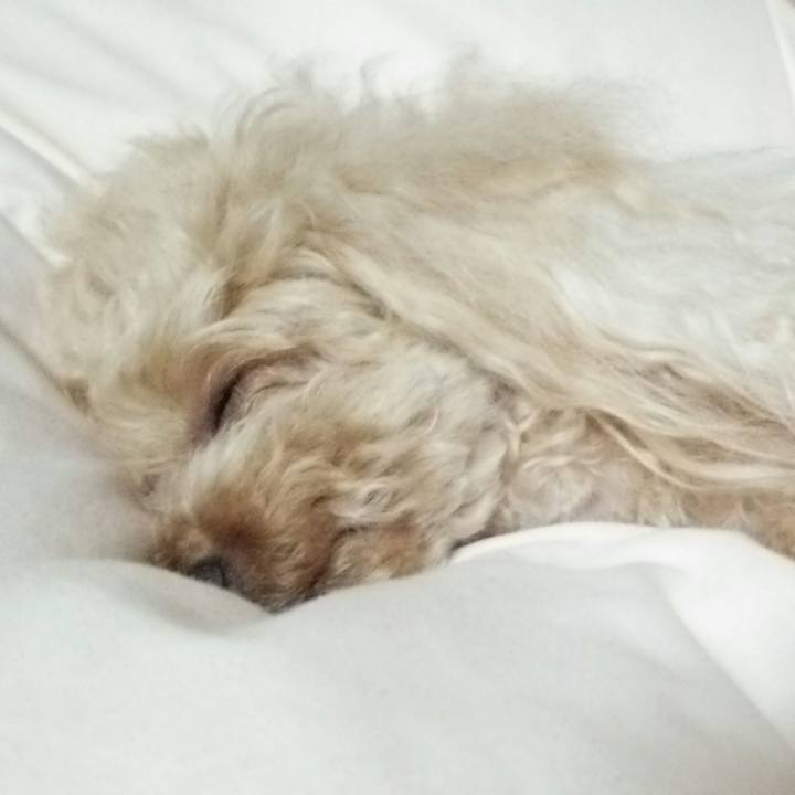 Fb188757 9267 4c17 b44a 18d749ae841a 1529069553046