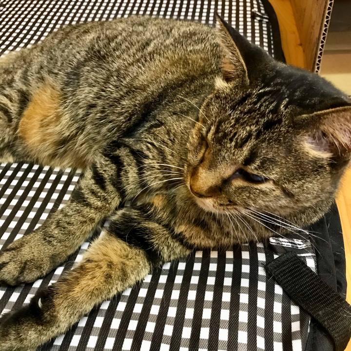 Fb1c48a0 13cd 4363 b1f8 2cac3c7e449c 1570849051656