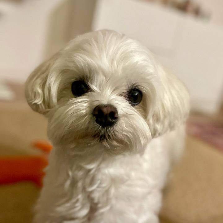 Fb1ca154 35fc 444b a49f a1e33cd5f96a 1774960468171