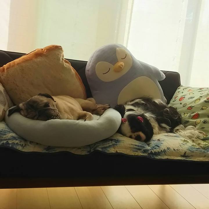 Fb1f2d2a da1c 4551 88df d5e36c20f905 1533305568257