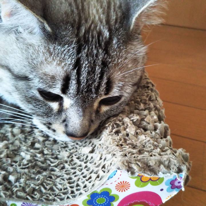 Fb2309b6 049a 458e aa59 3a3d0a50b568 1560478514311