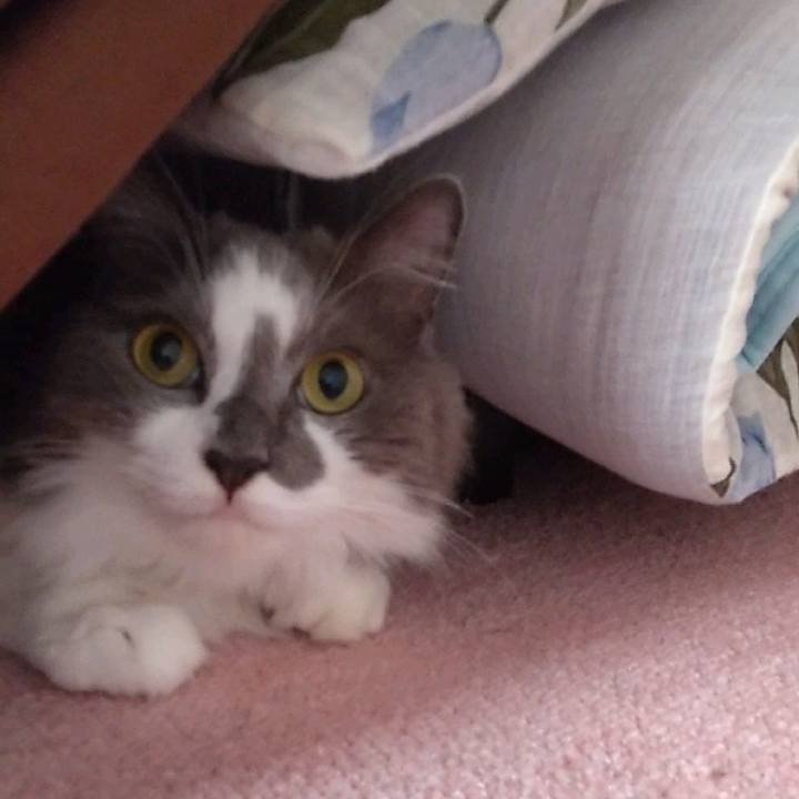 Fb28532b 0098 40c4 8892 0c9d87af9445 1692159719989